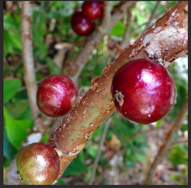 Two Red Hybrid Jaboticaba Seedling Trees - Free USPS Shipping