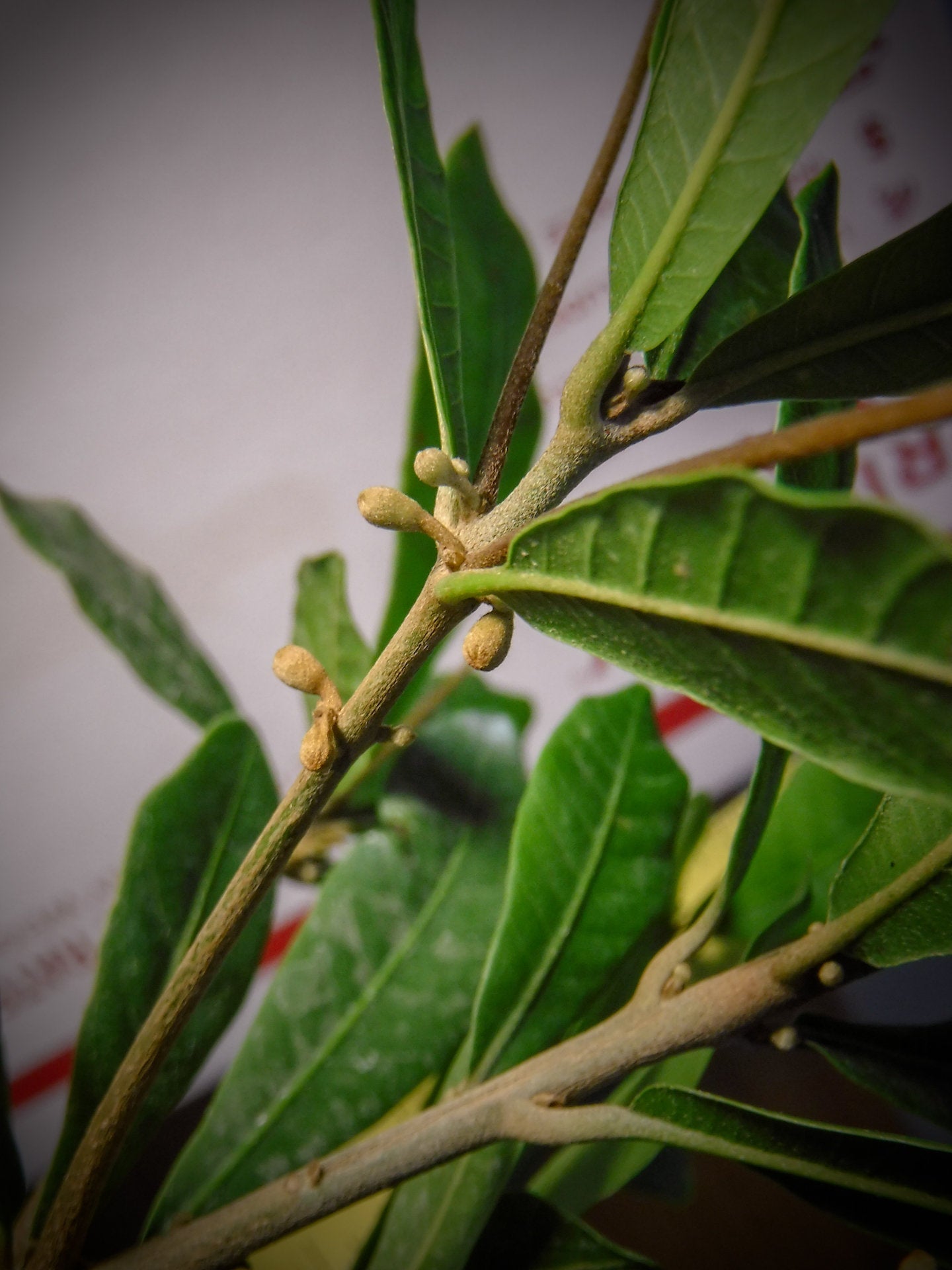 Miracle Fruit Trees – Florida-Grown Synsepalum dulcificum (2 Plants)