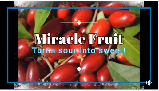 Miracle Fruit Trees – Florida-Grown Synsepalum dulcificum (2 Plants)