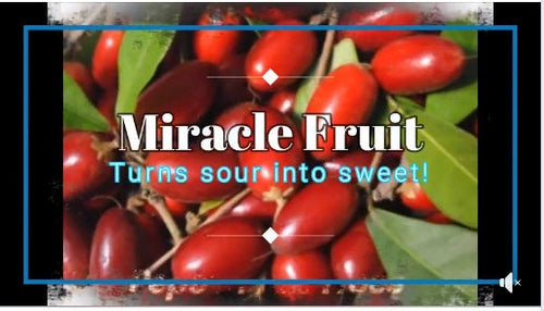 Miracle Fruit Trees – Florida-Grown Synsepalum dulcificum (2 Plants)