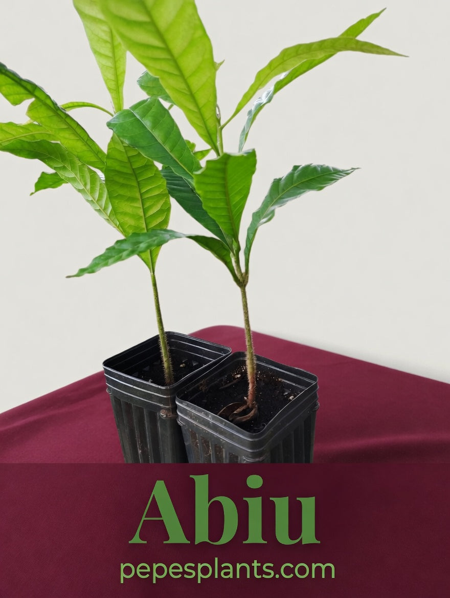 Abiu Fruit Tree Seedlings – Florida-Grown Tropical Caramel Delight