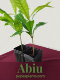 Abiu Fruit Tree Seedlings – Florida-Grown Tropical Caramel Delight