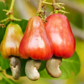Cashew Tree Seedlings – Florida-Grown Exotic Nut & Fruit Producer (2 Plants)