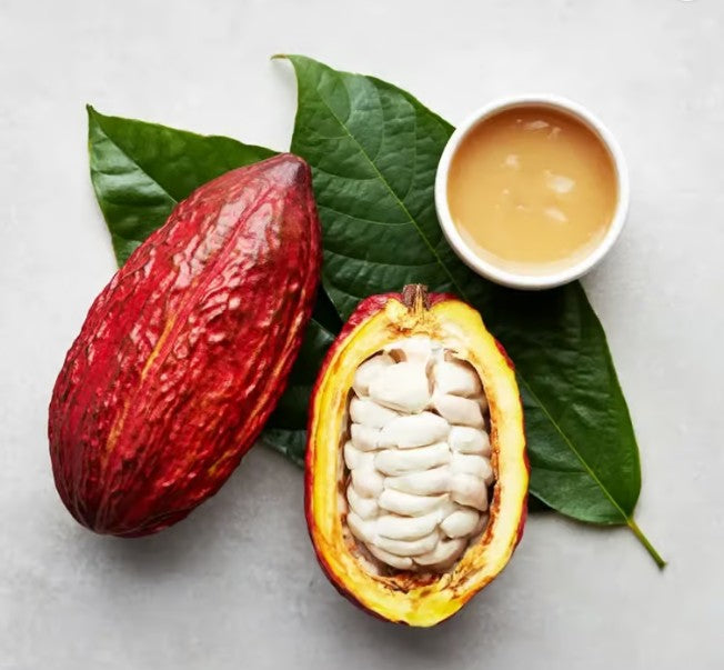 Two Nacional Cacao Plants - USPS Priority Shipping Included!