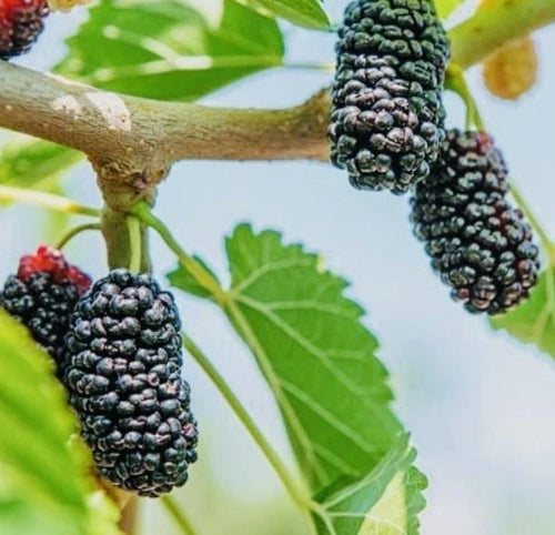 Thai Dwarf Mulberry Tree – Everbearing Sweet Black Mulberry | Florida Grown