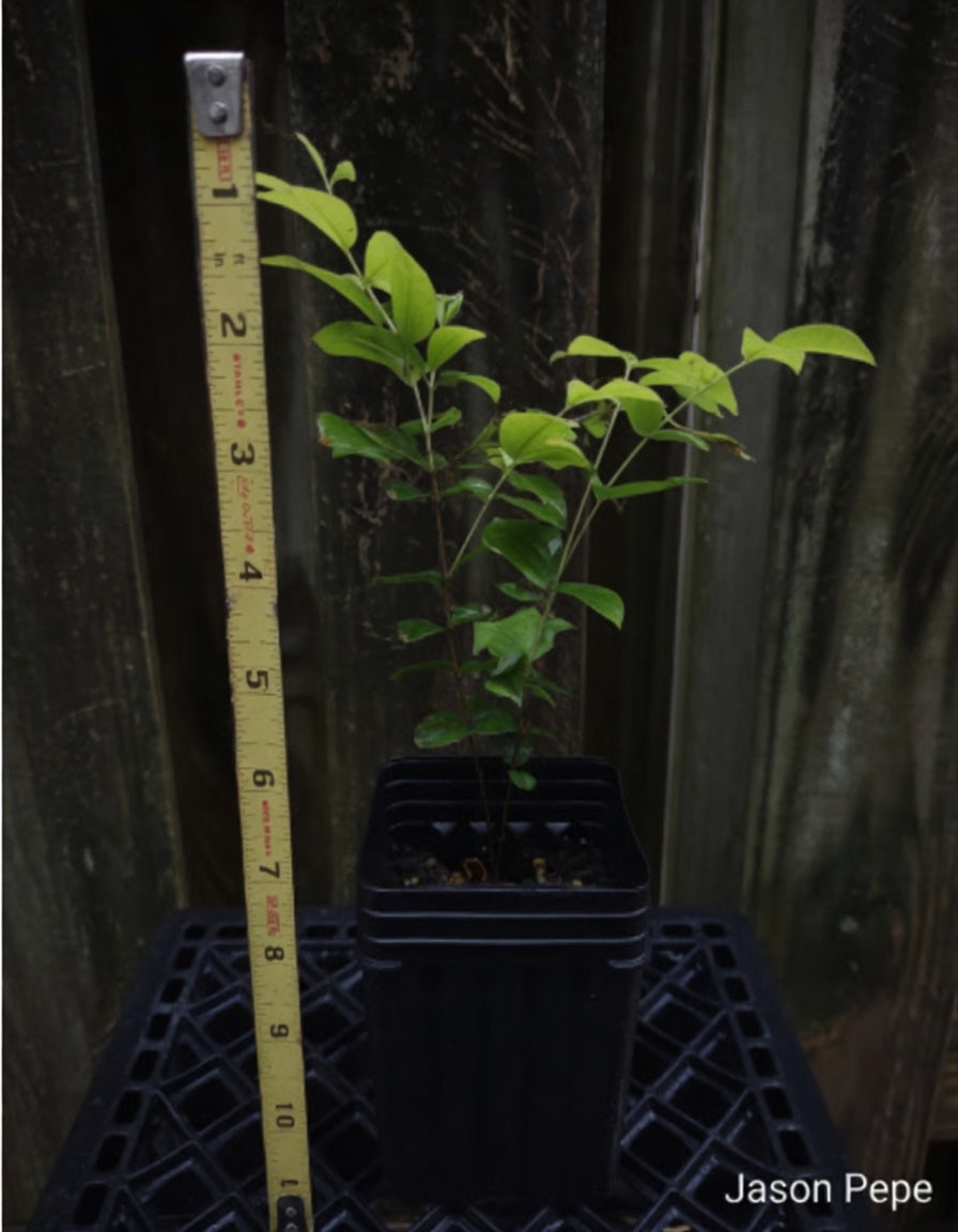 Two Red Hybrid Jaboticaba Seedling Trees - Free USPS Shipping