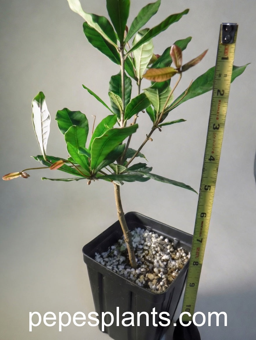 Miracle Fruit Trees – Florida-Grown Synsepalum dulcificum (2 Plants)