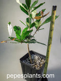 Miracle Fruit Trees – Florida-Grown Synsepalum dulcificum (2 Plants)