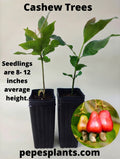 Cashew Tree Seedlings – Florida-Grown Exotic Nut & Fruit Producer (2 Plants)