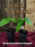 Two Nacional Cacao Plants - USPS Priority Shipping Included!