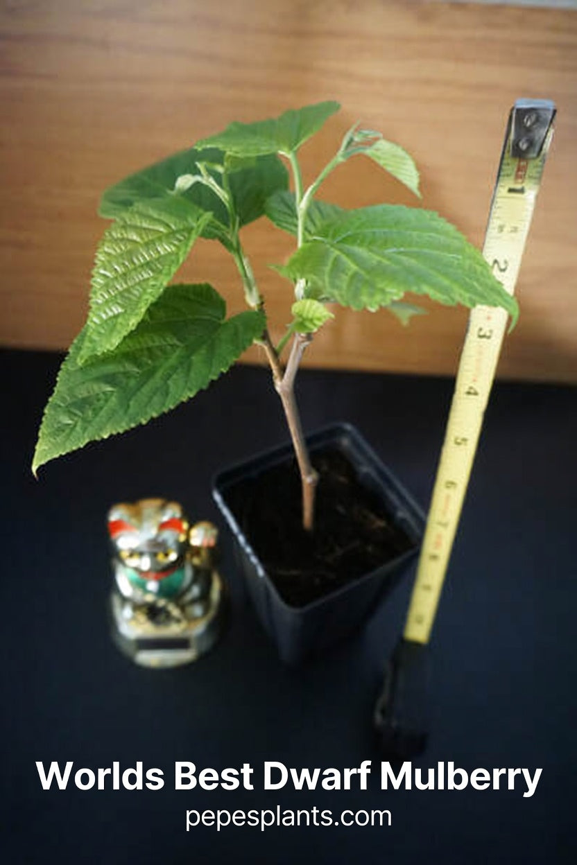 Cashew tree seedlings for sale - 8 to 12 inch tall starter plants grown in Florida - Anacardium occidentale with cashew apple and nut closeup

